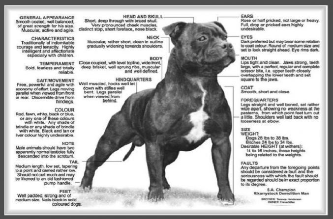 Kc Breed pic - The Staffordshire Bull 